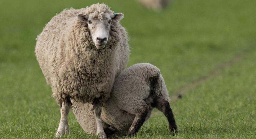 Közel három mázsa marihuánát legeltek le a betörő birkák
