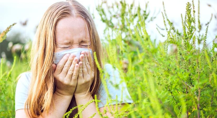 Parlagfű: végre egy jó hír az allergiásoknak!