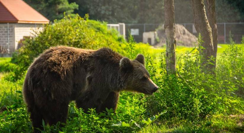 A Romániában élő medvéken már az elköltöztetés sem segíthet egy szakértő szerint: drasztikus megoldást javasolt