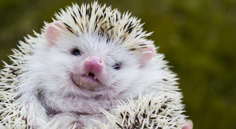 9 tipp, amivel a sünöket segíthetjük a kertünkben