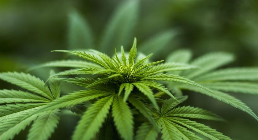 Éhes bárányok 600 kiló kannabiszt legeltek le egy üvegházban