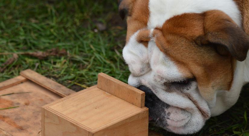 Csecsemőszerű viselkedésük miatt lehetnek népszerűek az angol és a francia bulldogok