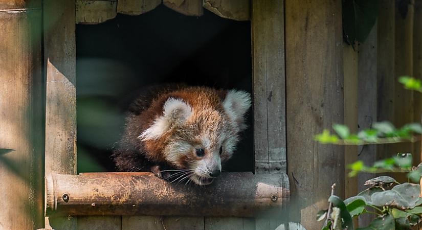 Októberben két héten át ünnepli az állatokat és a Nagyerdőt a Zoo Debrecen