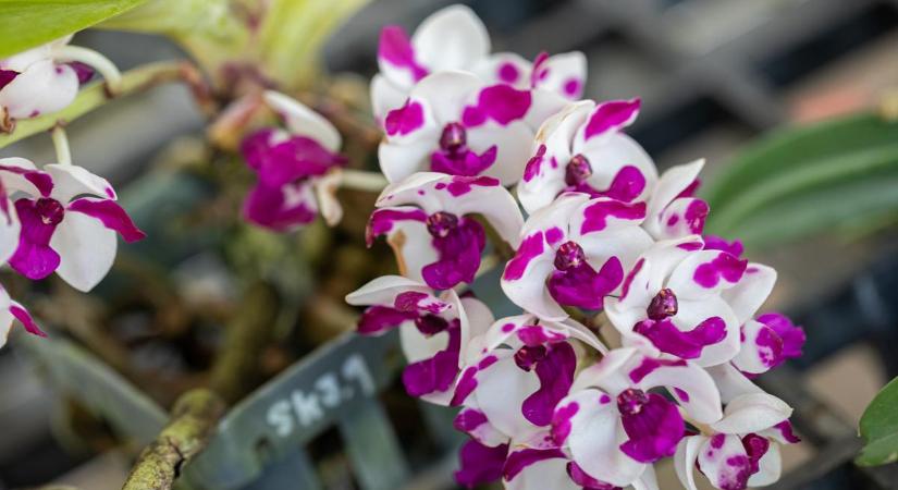 Kertész apósom megdöbbentett: EZT tette az orchideával, és elvirágzás után egyből dupla annyi új virág lett rajta
