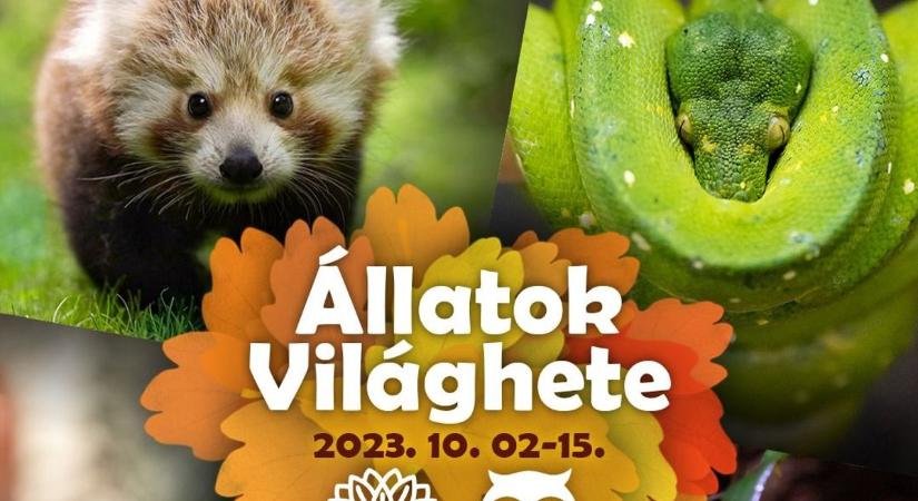 Kéthetes mulatság: az állatokat és a Nagyerdőt ünnepli a Zoo Debrecen