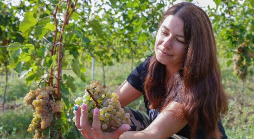 A felénél tart a szüret, az eső nem okozott nagy kárt