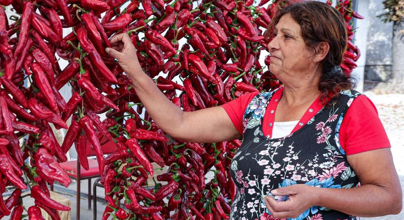 A fűszerpaprika a csabai kolbász lelke: egyre többen termesztik Békésben is