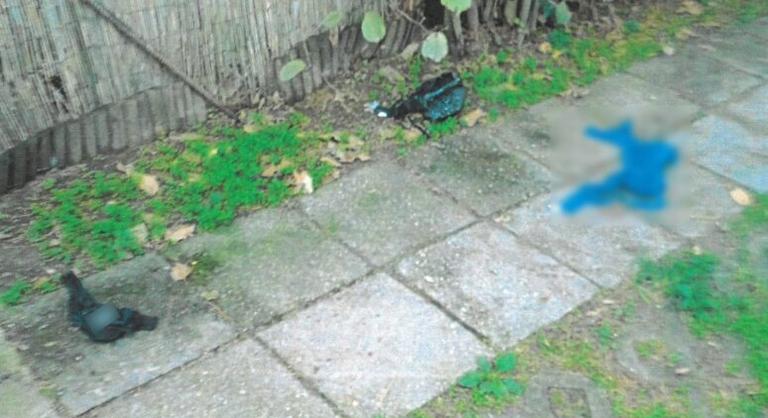 Seprűvel kergették el a késsel hadonászó nőt az udvarról a Balaton partján