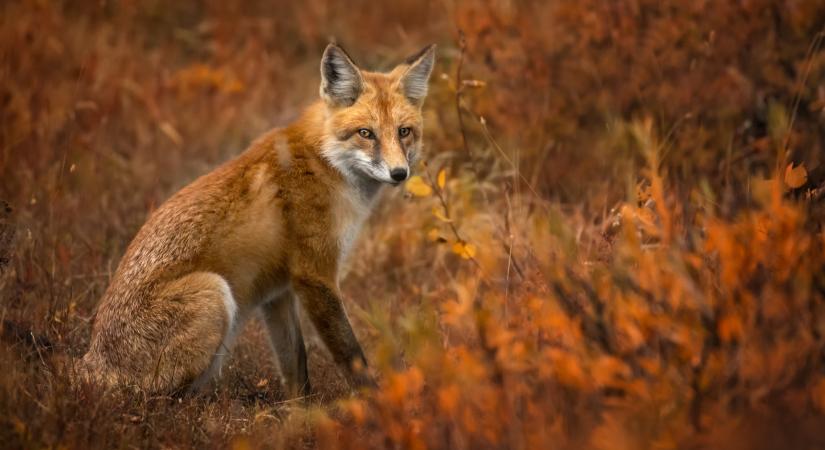 Figyelmeztetik a magyar kutyatartókat: erre kell készülni szeptember 30-tól