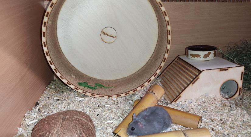 Hogyan tartsuk helyesen az egeret és a hörcsögöt?