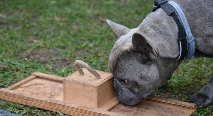 Elesettséget tükröző csecsemőszerű viselkedésük miatt lehetnek annyira népszerűek az angol és a francia bulldogok