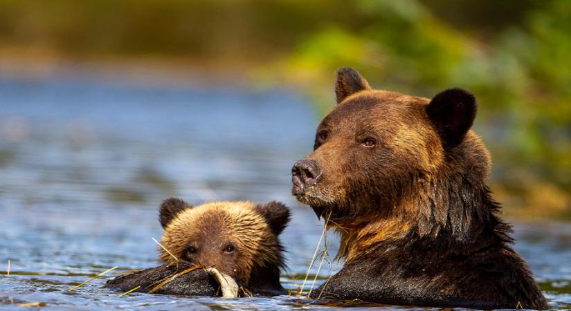 Házakba betörő, emberekre támadó medvéket kellett megölni Montanában