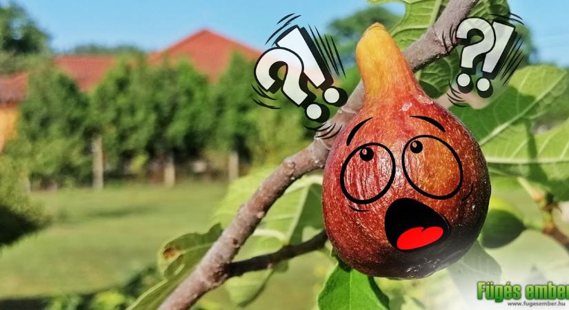 Tények és tévhitek a fügével kapcsolatban