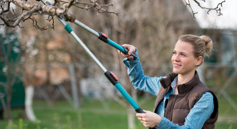 Végzetes hiba a kertben: ezt rengetegen elrontják a gyümölcsfák metszésekor