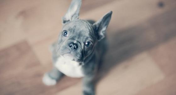 Bulldogok: az ELTE kutatói szerint ezért is lehetnek annyira népszerűek