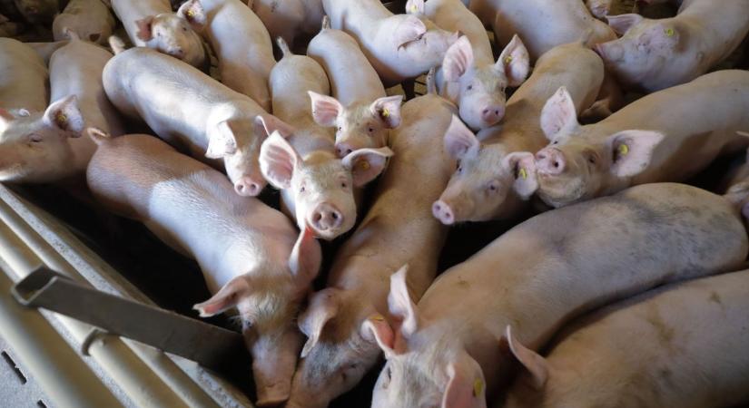 A baranyai vadászok kiemelten figyelnek a horvát ASP-helyzetet miatt