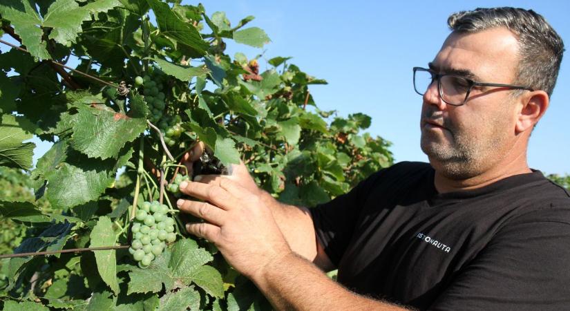 Idén a tavalyi szőlőtermés harminc százalékát tudják csak leszüretelni a bükki borvidék gazdái