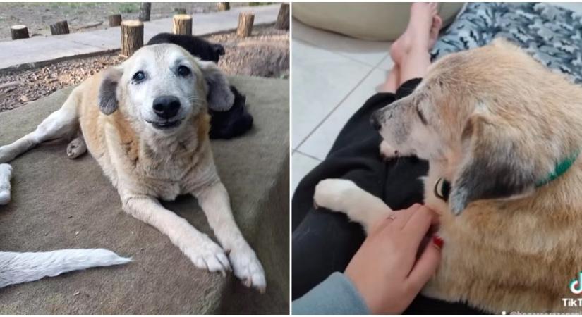 11 éve várt gazdira az öreg kutyus – Hihetetlenül boldog, hogy örökbefogadták!