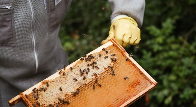 Se akácméz, se mézár – csak elkeseredettség