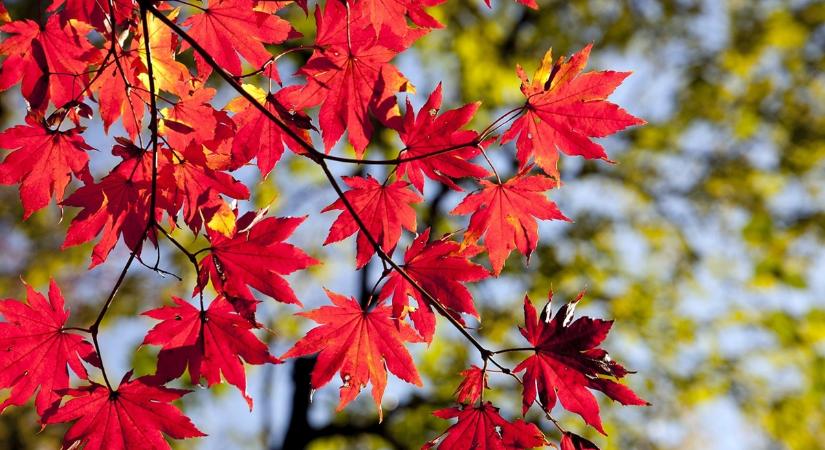 Kényeztető ősz – Pollenhíradóval és orvosmeteorológiai figyelmeztetéssel