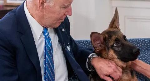 Újabb titkosszolgálati ügynököt harapott meg Biden kutyája