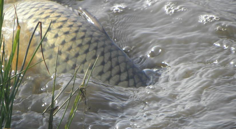 Gigantikus tőpontyot fogtak Maconkán