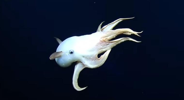 Lencsevégre kapták a bizarr külsejű mélytengeri Grimpoteuthis fejlábút