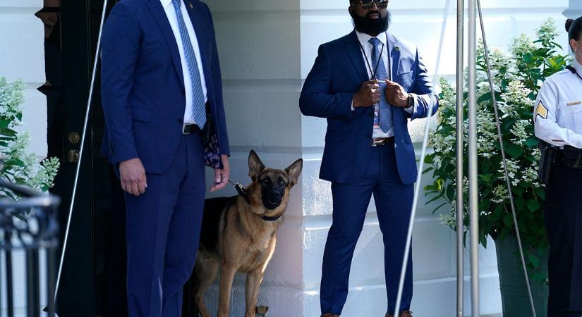 Biden elnök kutyája eddig 11 titkos ügynököt harapott meg