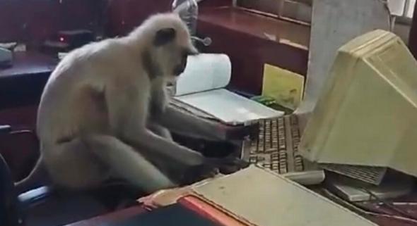 Veri a klaviatúrát, dokumentumokat néz át – vasútállomáson dolgozó majmot videóztak