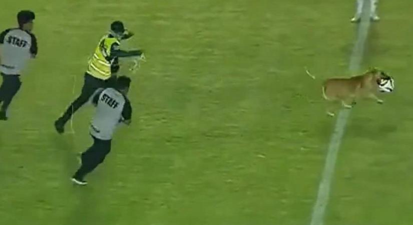 Azonnal le kell igazolni: a meccs utolsó perceiben egy kutya ellopta a show-t a focistáktól - videó