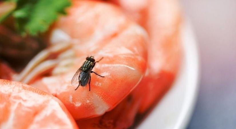 Így szabadulj meg könnyen az őszi legyektől