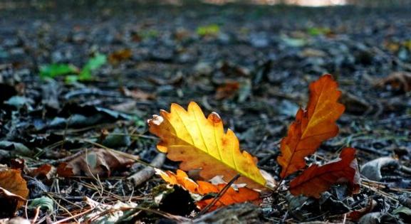 A jövő hét közepén érkezhet jelentős időjárás-változás