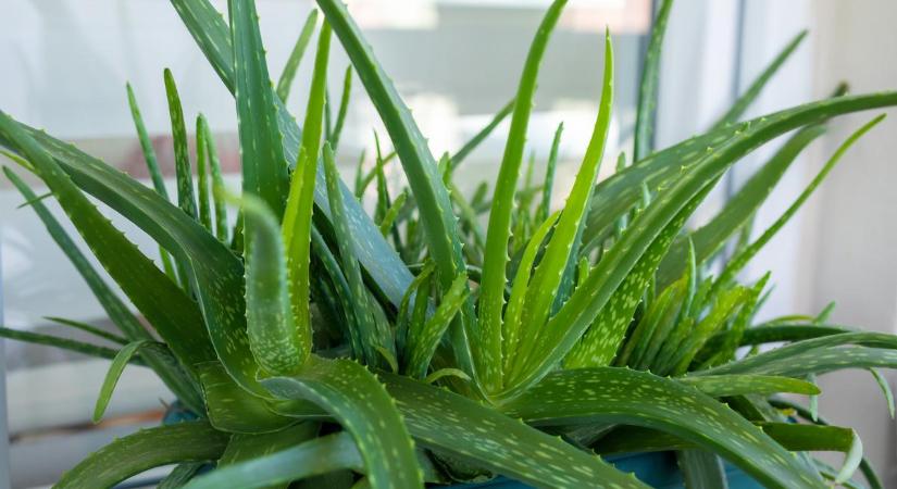 Így gondozd az aloe vera kaktuszod, és gyönyörű lesz