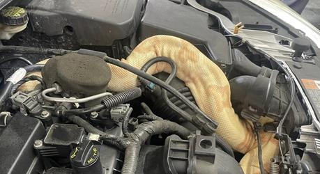 Két és fél méteres kígyót találtak egy amerikai autó motorterében