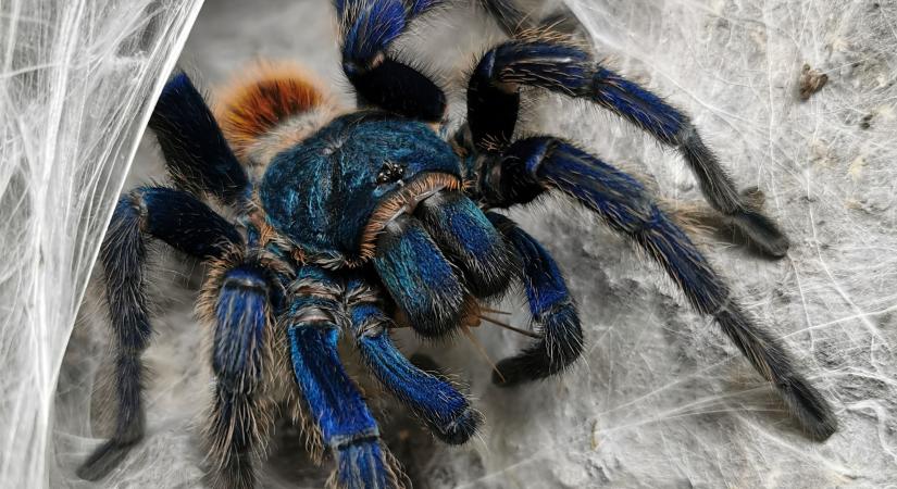 Egészen lenyűgöző új tarantula fajt fedeztek fel Thaiföldön