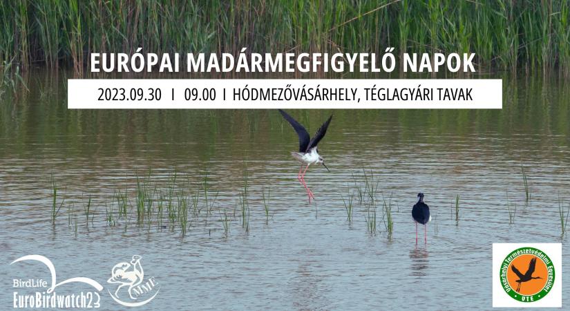 Szombaton madárgyűrűzési bemutató lesz a Téglagyári tavaknál