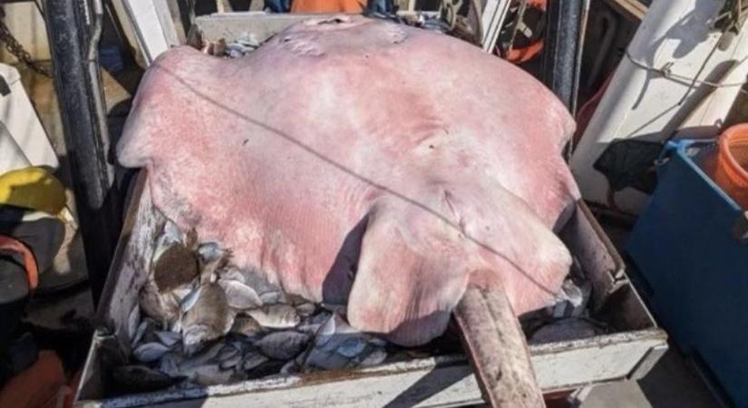 Gigantikus, 180 kilogrammos ráját fogtak