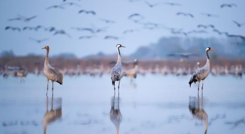 50 ezer daru pihen a Hortobágyon, elindultak a madárnéző túrák