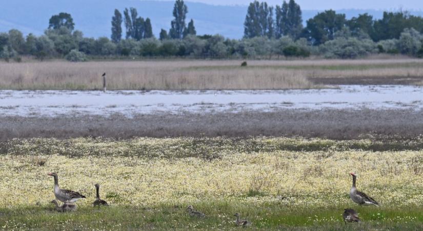 Pert nyert a Greenpeace a Fertő tóval kapcsolatban