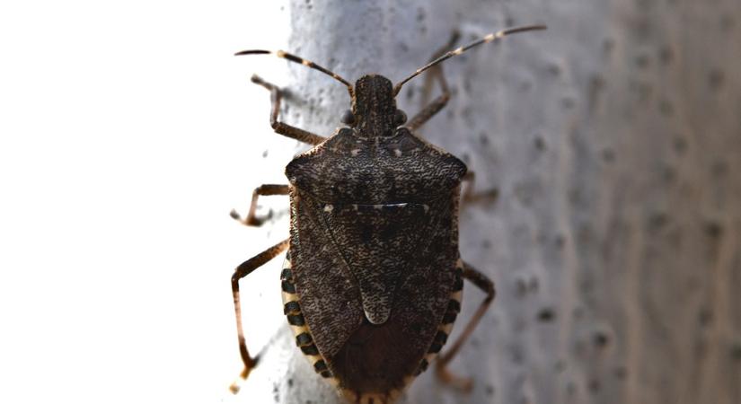 Készülj, mert indul a poloskaszezon! Zalát már megszállták a Kínából érkezett rovarok