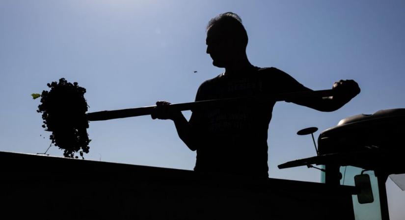 A nap fotója: Szüret a siklósi borvidéken