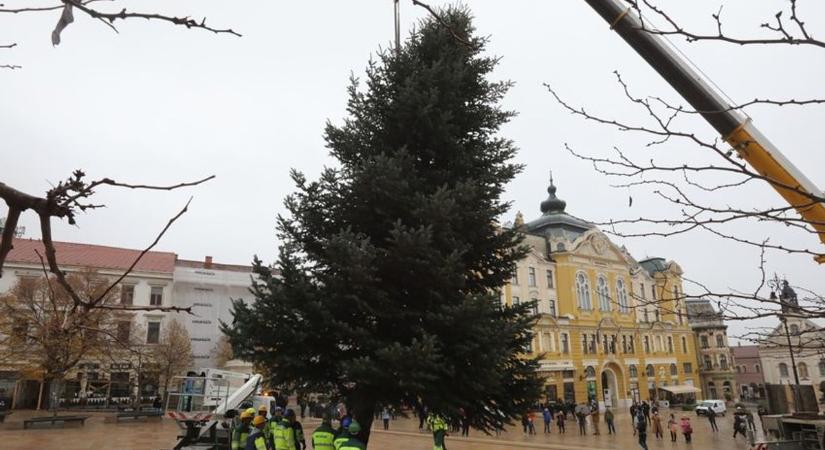 Már most keresik mindenki karácsonyfáját