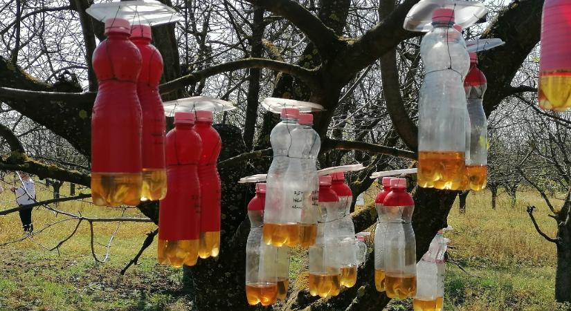 Nagy gond a foltosszárnyú muslica elleni védekezés