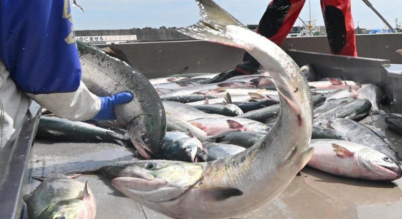 Több ezer lazac szökött meg