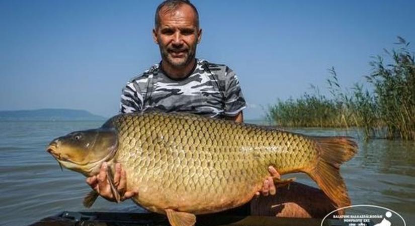 Újabb két harminc kiló feletti halat fogtak ki a Balatonból