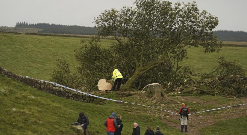 Vandálok kivágták a britek világhírű fáját