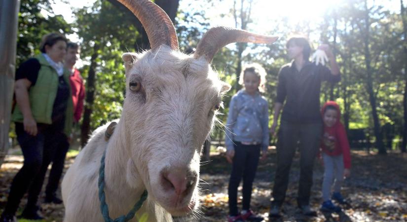 Állatok világnapja október 1-jén a Miskolci Állatkertben
