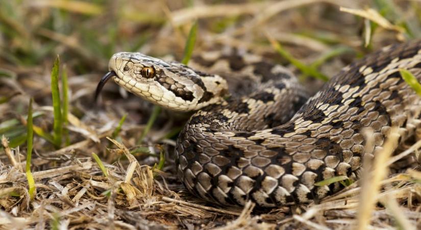 Magyarországon is megmarhat egy vipera?