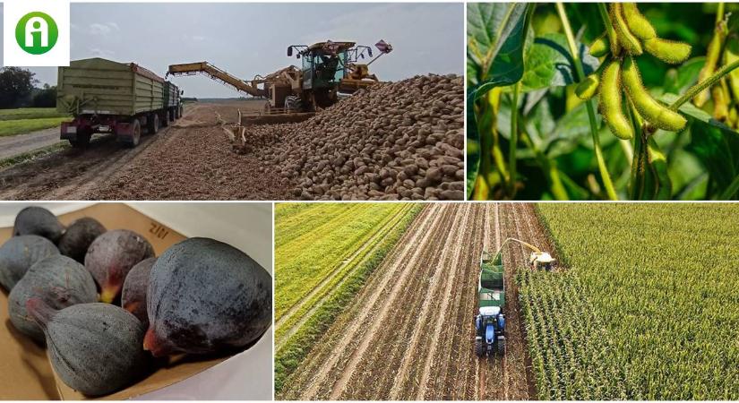 Füge, cukorrépa, szója – el se hinnéd, mennyi mindenben rejlik hatalmas lehetőség
