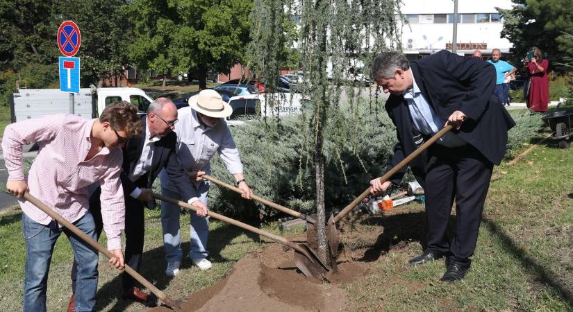 Fát ültettek Schweitzer József országos főrabbi emlékére